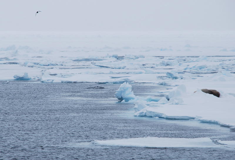 A seagull, a whale, and two walrus at the edge of the pack-ice (picture by Gunther Herrmann)